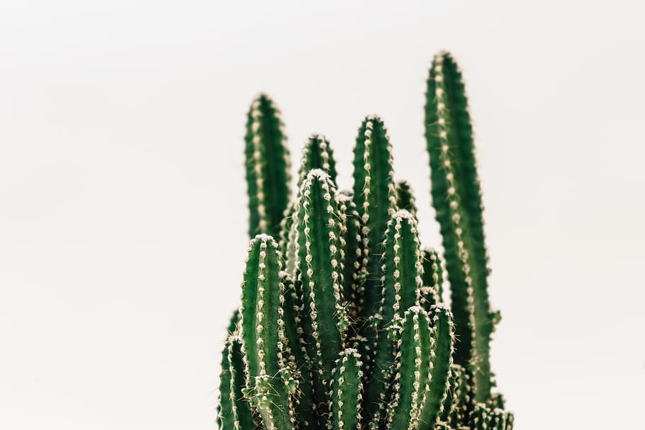 Close-Up Photography of Cactus, cacti, growth, plant, prickly HD wallpaper