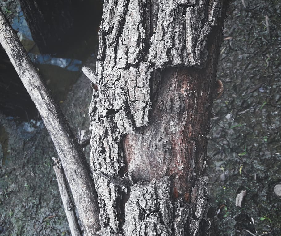 tree, tree trunk, plant, mexico, santiago de querétaro, cracks HD wallpaper