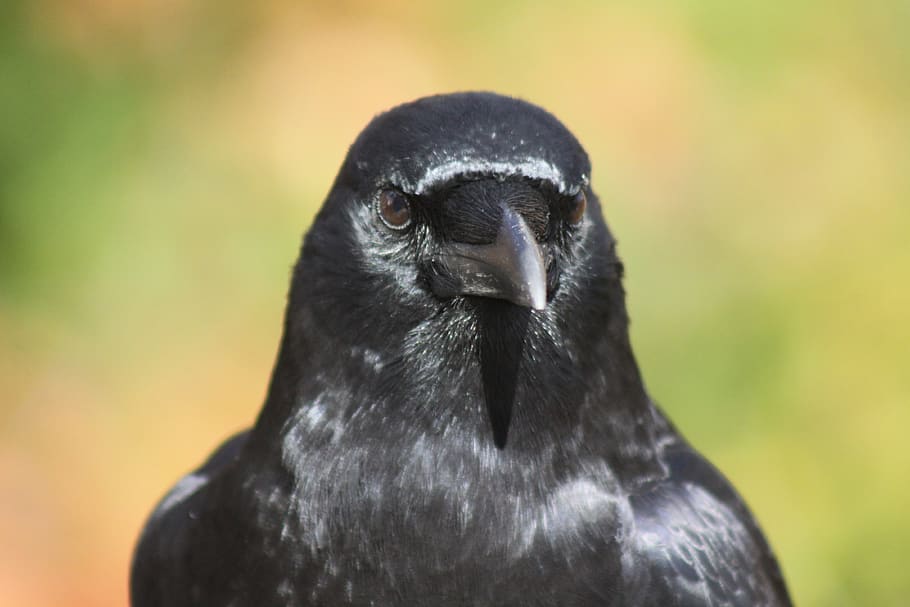 crow, portrait, pose, one animal, bird, vertebrate, animal wildlife HD wallpaper