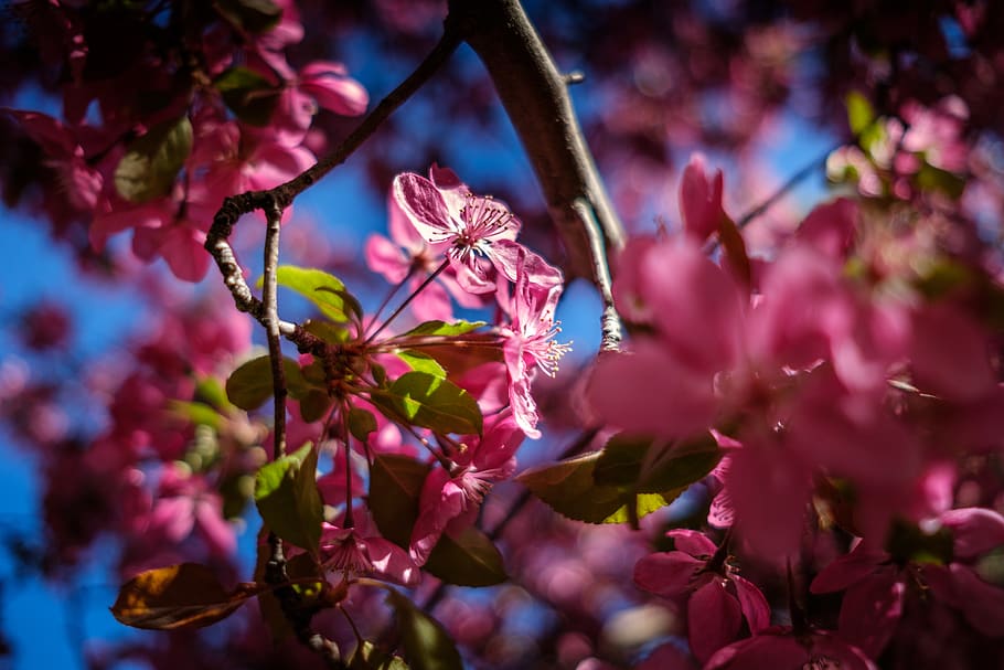 purple, nectar, spring, alpine, nature, flower, flowering plant HD wallpaper
