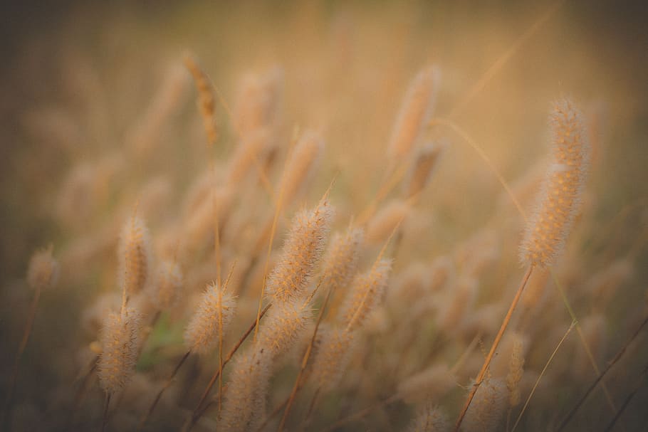 nature, plant, growth, no people, beauty in nature, close-up HD wallpaper