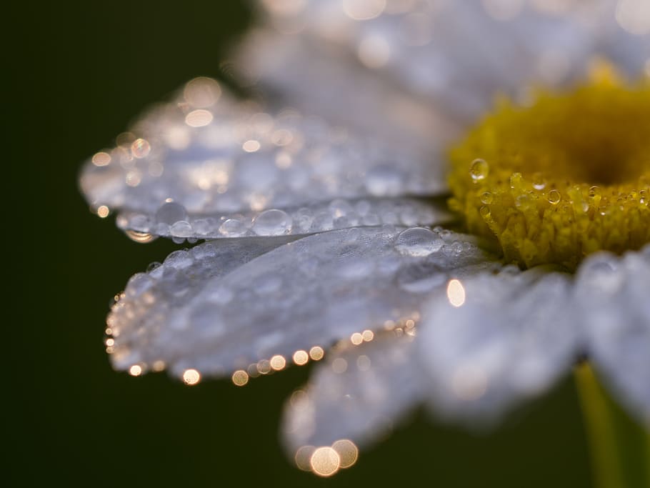 drop, macro, nature, droplets, water, wildflower, daisy, dew HD wallpaper