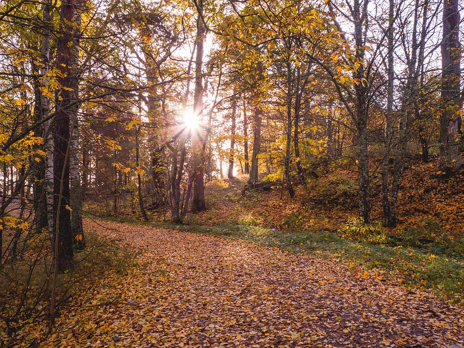 finland, turku, ruissalo, sun, colors, autumn, sunrise, leaves, HD wallpaper