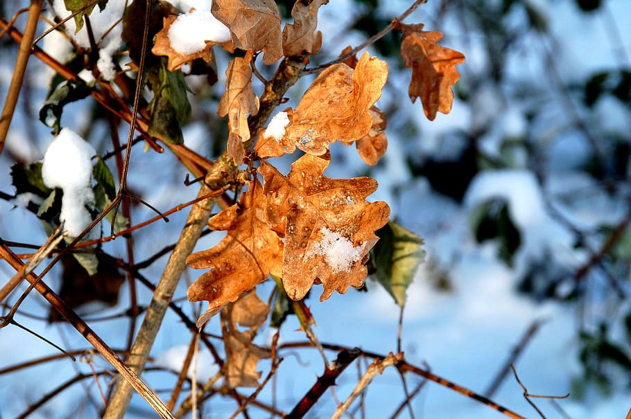 winter, snow, sheet, autumn, tree, branch, white, frozen, outdoor HD wallpaper