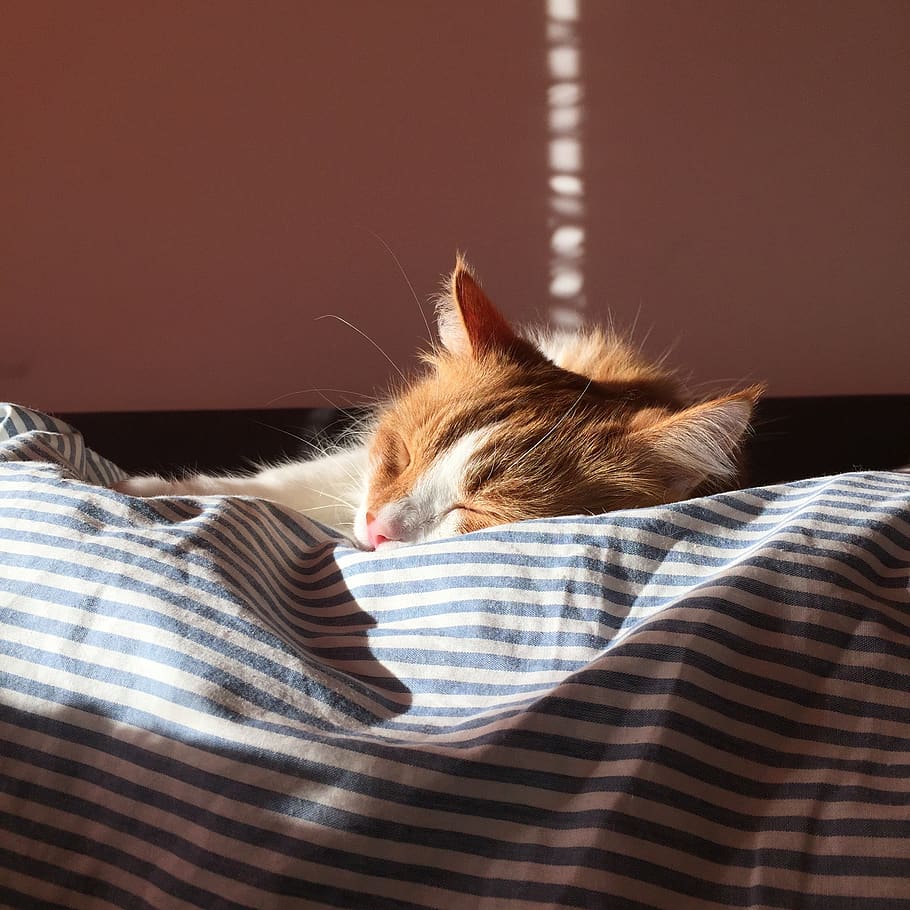cat, shadow, kitty, love, domestic, pets, one animal, domestic animals HD wallpaper