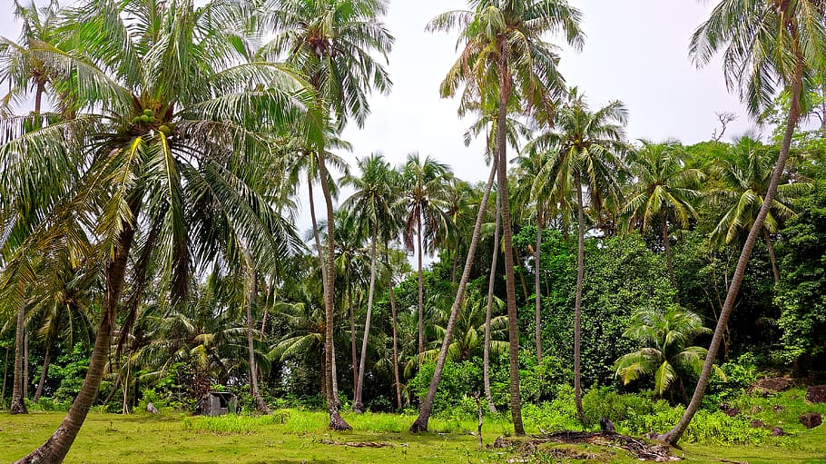 Coconuts Trees, coconut trees, indonesia, jungle, palm trees, HD wallpaper