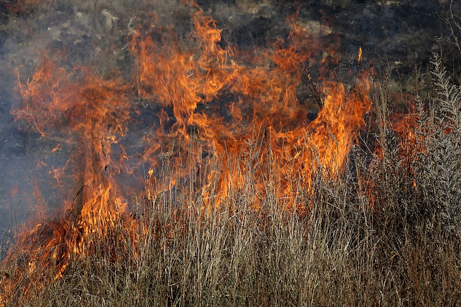 fire, vegetation, dry, flame, heat, burning, hot, fire - natural phenomenon HD wallpaper