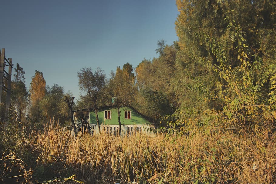 green bungalow surrounded by corn fields, srinagar, house, shack, HD wallpaper