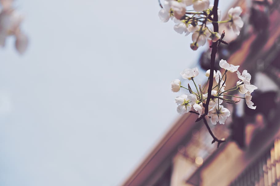cherry blossom tree, flower, flowering plant, fragility, freshness HD wallpaper