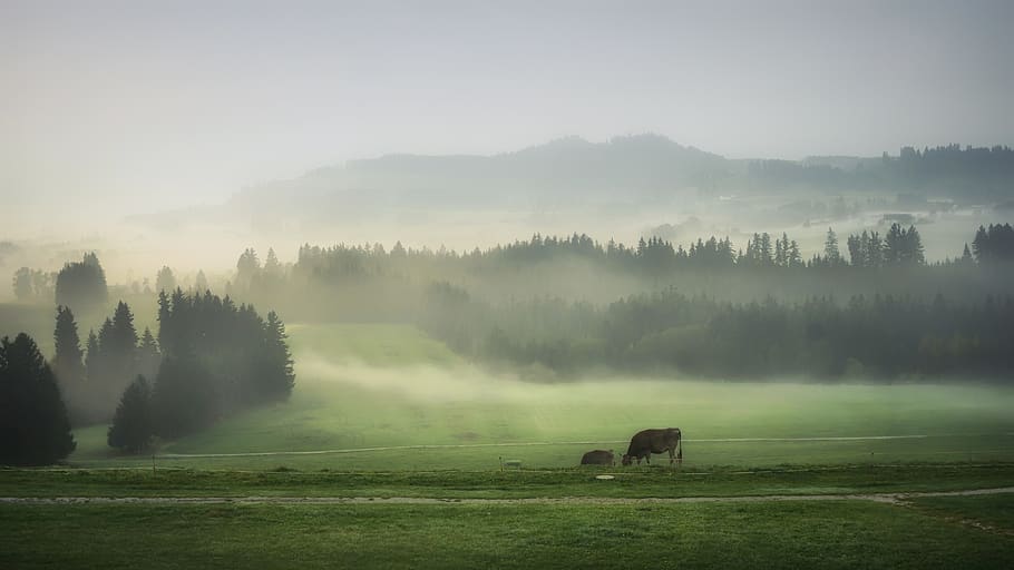 cattle standing on grass field, weather, nature, fog, outdoors HD wallpaper