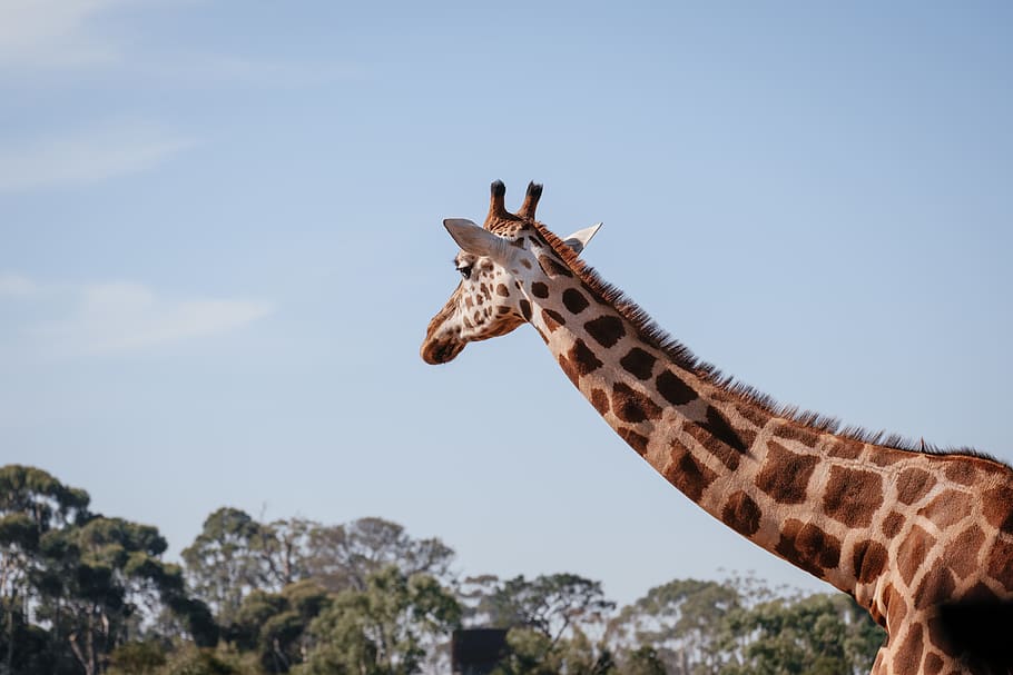 giraffe under blue sky, animal, mammal, wildlife, australia, werribee open range HD wallpaper