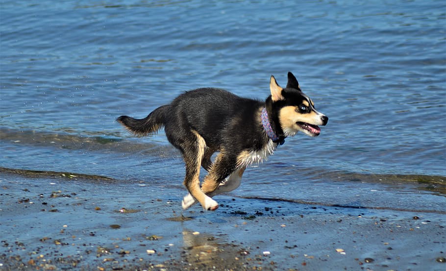 strap, canine, pet, animal, mammal, dog, anacortes, beach runner HD wallpaper