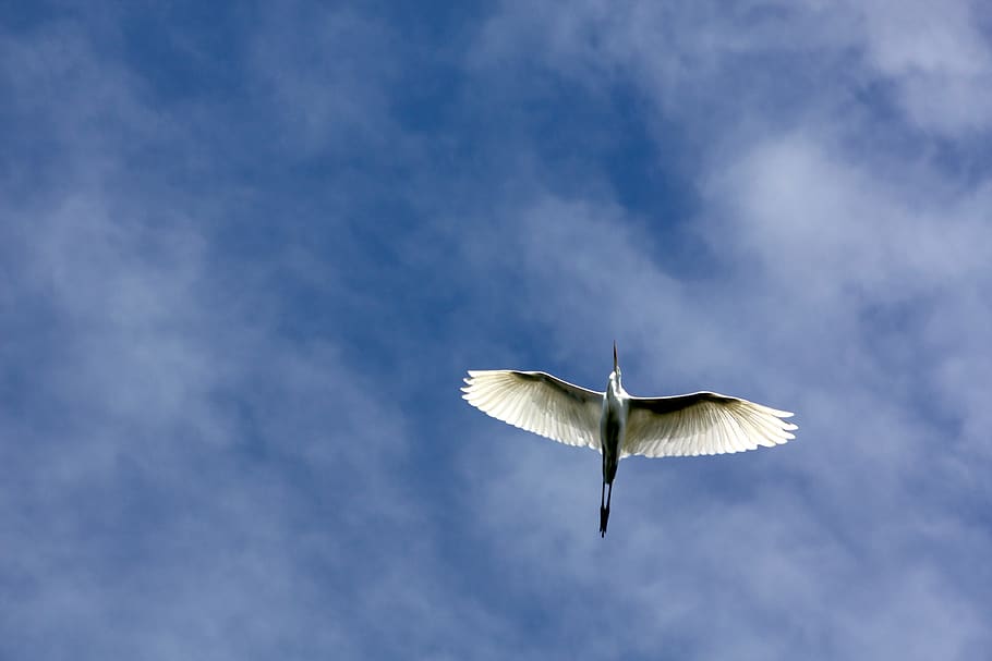 bird, flying, nature, wing, animal world, animals, dom, bill HD wallpaper
