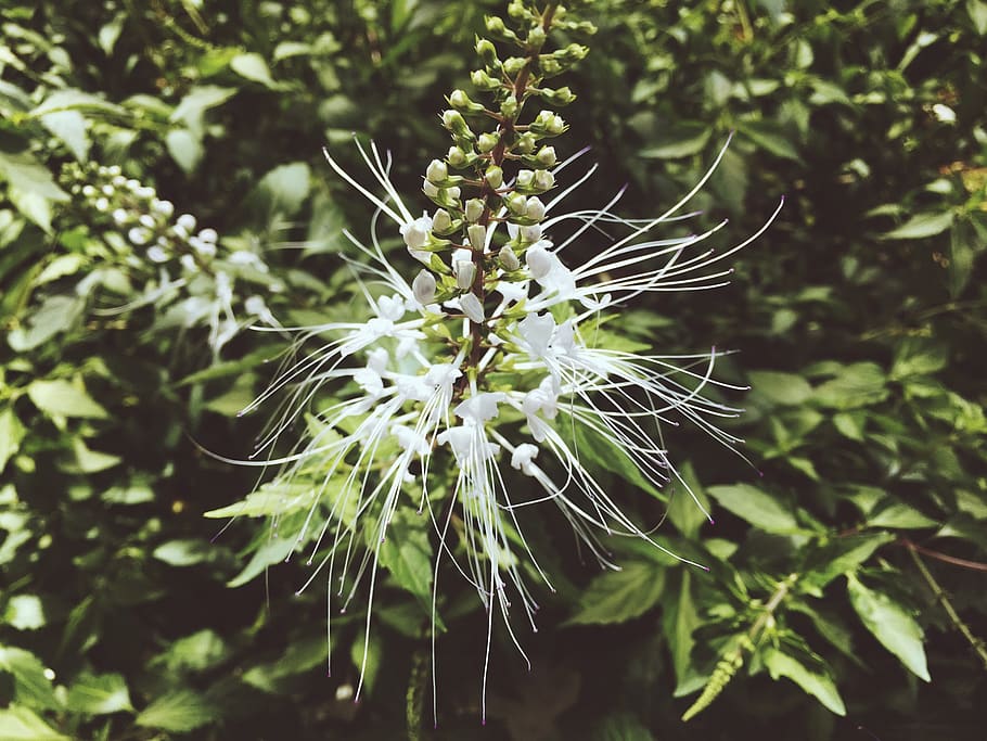 singapore, yishun, trees, plants, flower, greens, white, flowers HD wallpaper