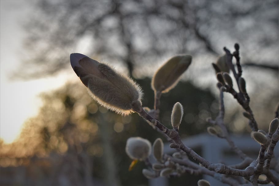 magnolia, backlighting, close up, blossom, bloom, branch, bush HD wallpaper