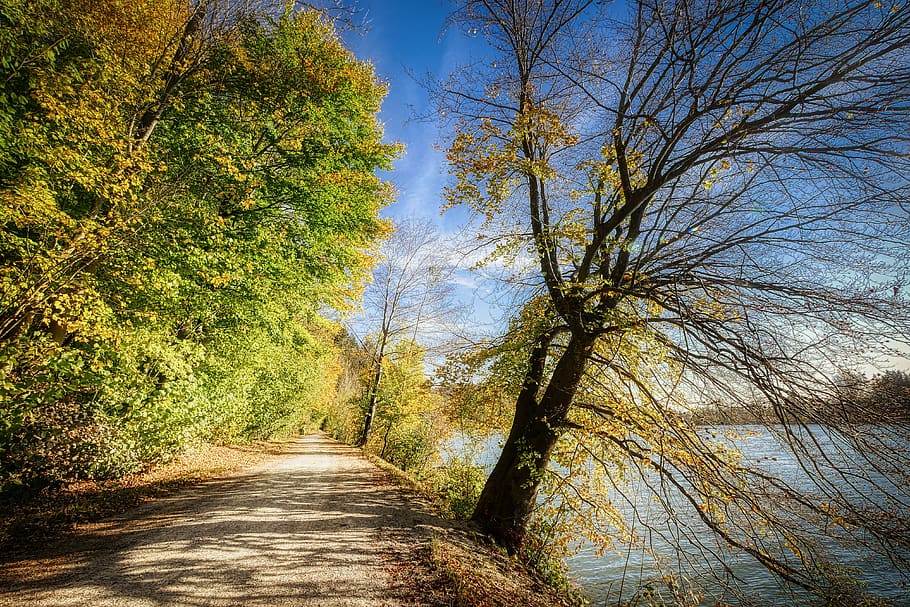 forest, away, nature, trees, trail, landscape, light, mood HD wallpaper