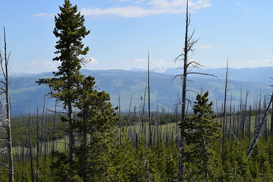 trees, landscape, forest, nature, scenic, south dakota, summer HD wallpaper