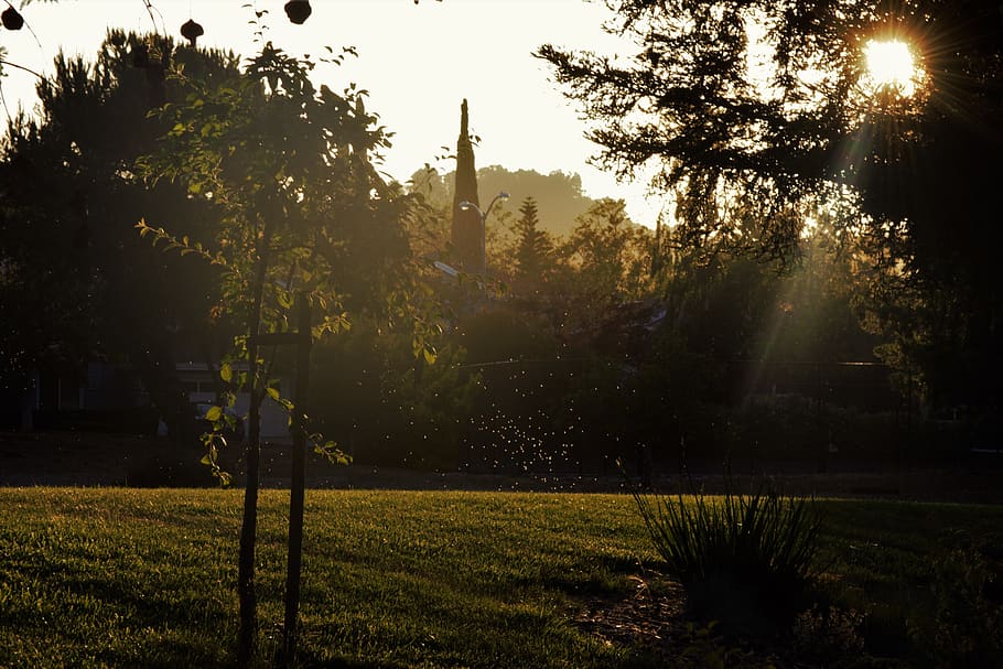 bugs, trees, field, forest, sun, glare, light, sunset, plant HD wallpaper