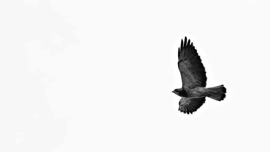 canada, canmore, flying, flying bird, sky, hawk, predator, black and white, HD wallpaper