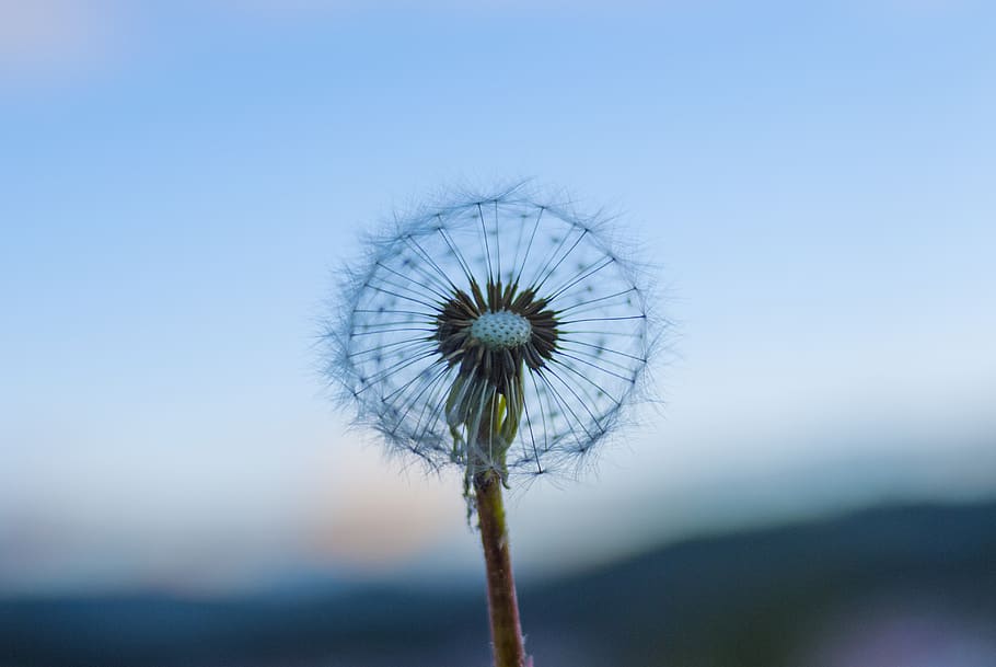 dandelion, sunset, sky, nature, flower, plant, flowering plant HD wallpaper