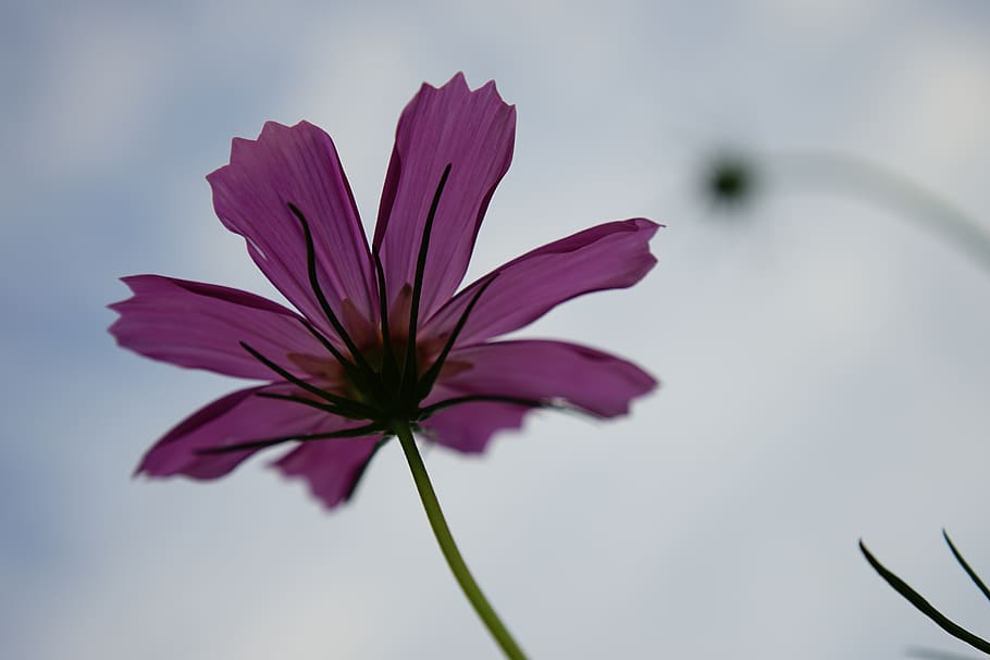 flowering plant, vulnerability, fragility, freshness, petal HD wallpaper