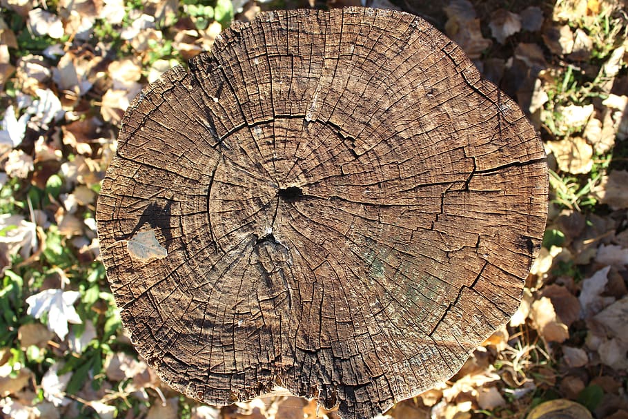 trunk, wood, seat, texture, court, tree, timber, wood - material HD wallpaper