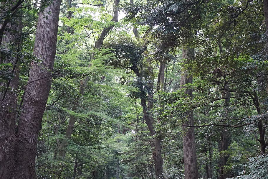 park, greenery, trees, light, soft, forest, plant, land, growth HD wallpaper