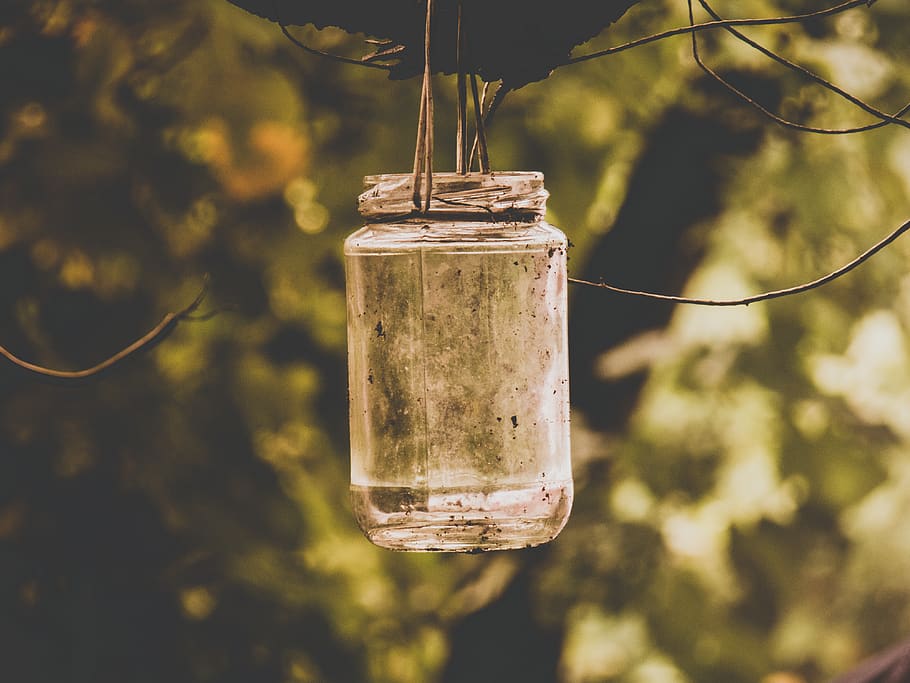focus on foreground, hanging, tree, drink, close-up, day, no people HD wallpaper