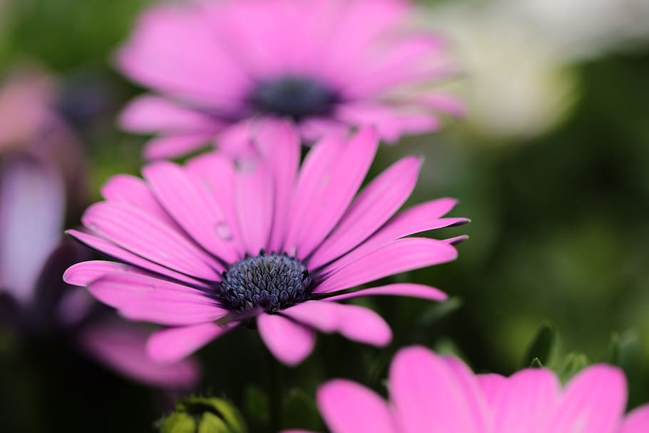 macau, flowers, flowering plant, freshness, petal, fragility HD wallpaper