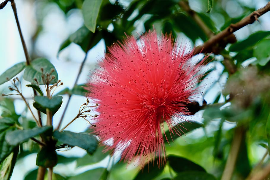 sharp petals, flower, red, rein forest, blooming, plant, fragility HD wallpaper