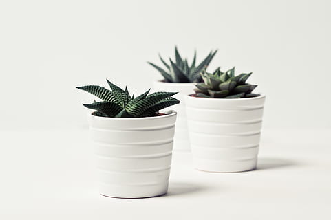 Selective Focus Photography of Three Succulent Plants, background HD wallpaper