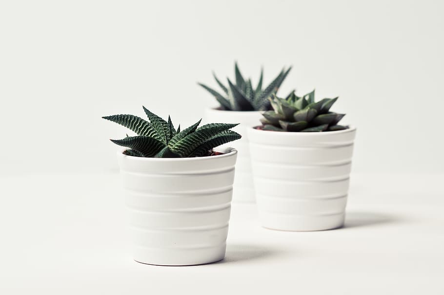 Selective Focus Photography of Three Succulent Plants, background HD wallpaper