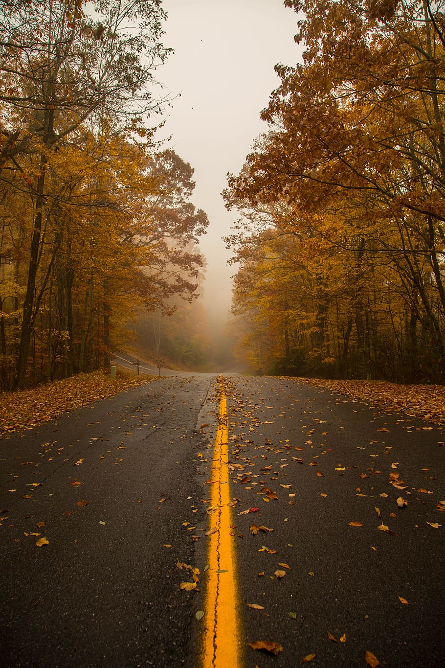 united states, brevard, fall, trees, mountain, nature, forest HD wallpaper