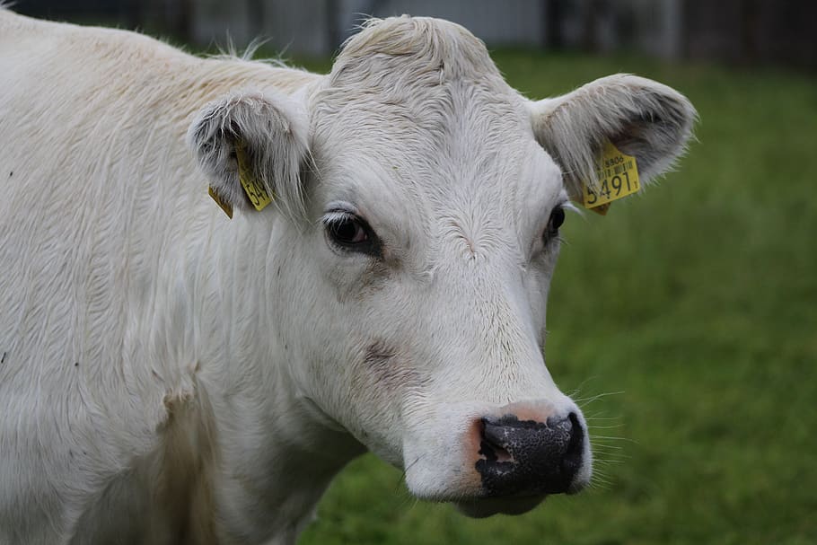 cow, white, meadow, beef, herkauwer, farm, face, domestic animals HD wallpaper