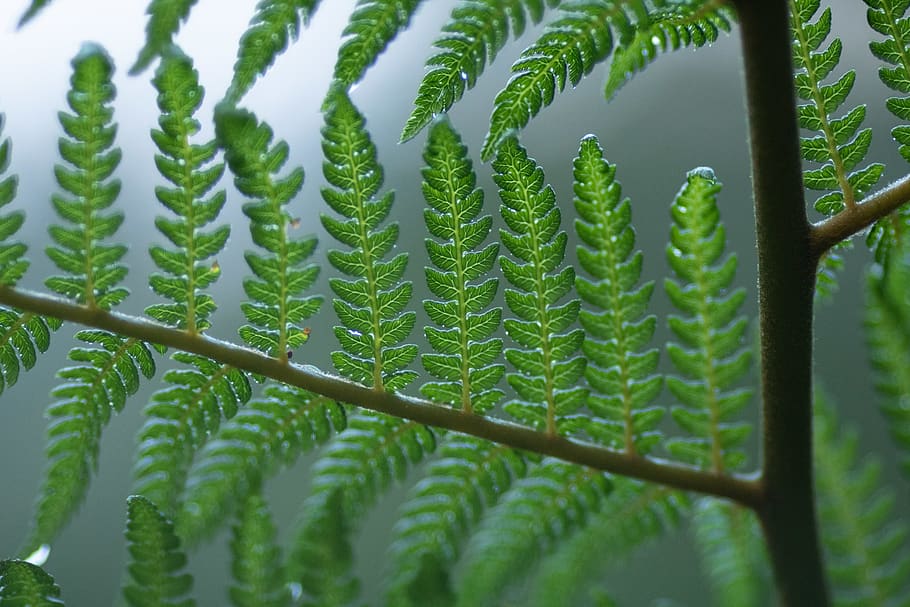 Close-Up Photo of Green Leaves, botanical, branch, bright, color HD wallpaper