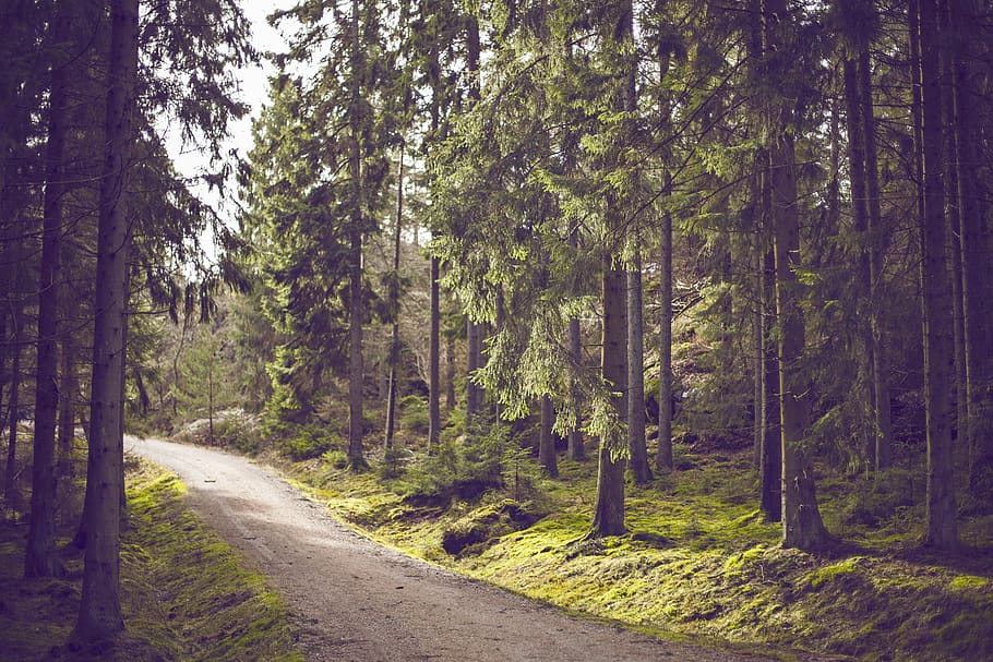 pathway between trees at daytime, plant, forest, land, beauty in nature HD wallpaper