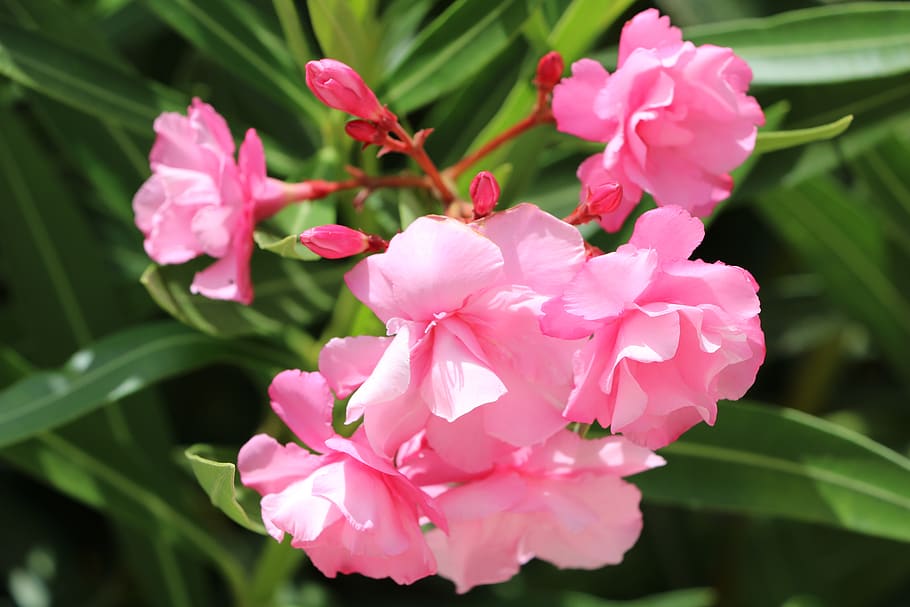 flower, nature, flora, plant, forest, petal, flowering plant HD wallpaper