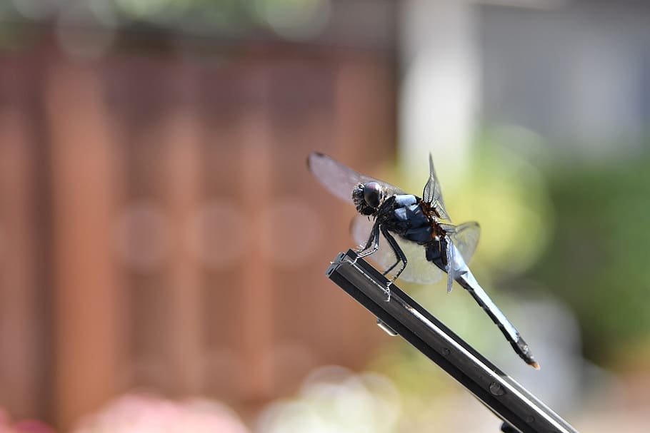dragonfly, autumn, landscape, animal themes, insect, animal wildlife HD wallpaper