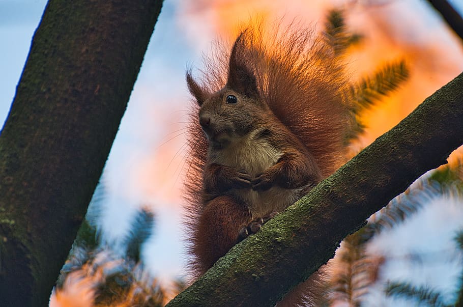 squirrel, forest, nager, fur, rodent, wild, tree, animal themes HD wallpaper