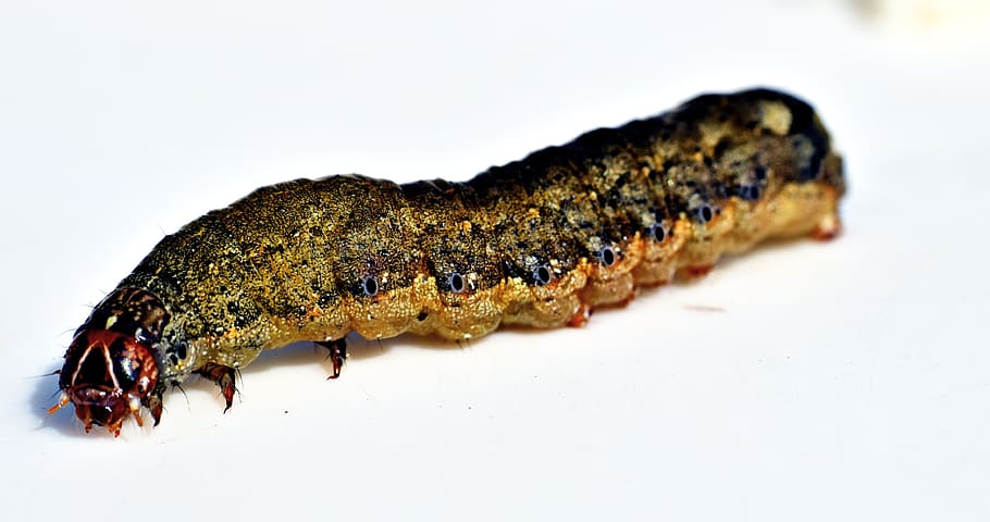 caterpillar, insect, leaf-eater, larvae, animal themes, white background HD wallpaper