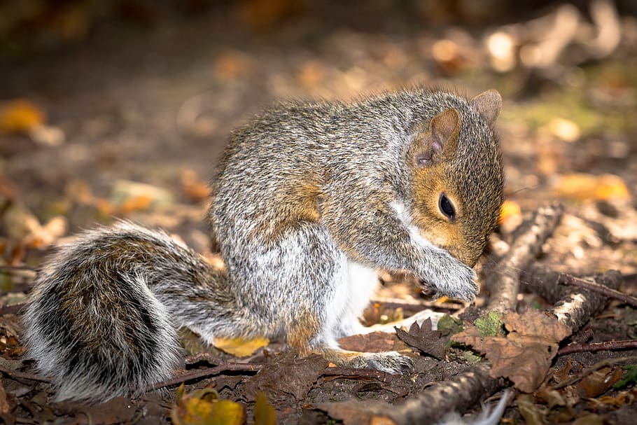 squirrel, farm, nature, portrait, wild, natural, forest, creature HD wallpaper