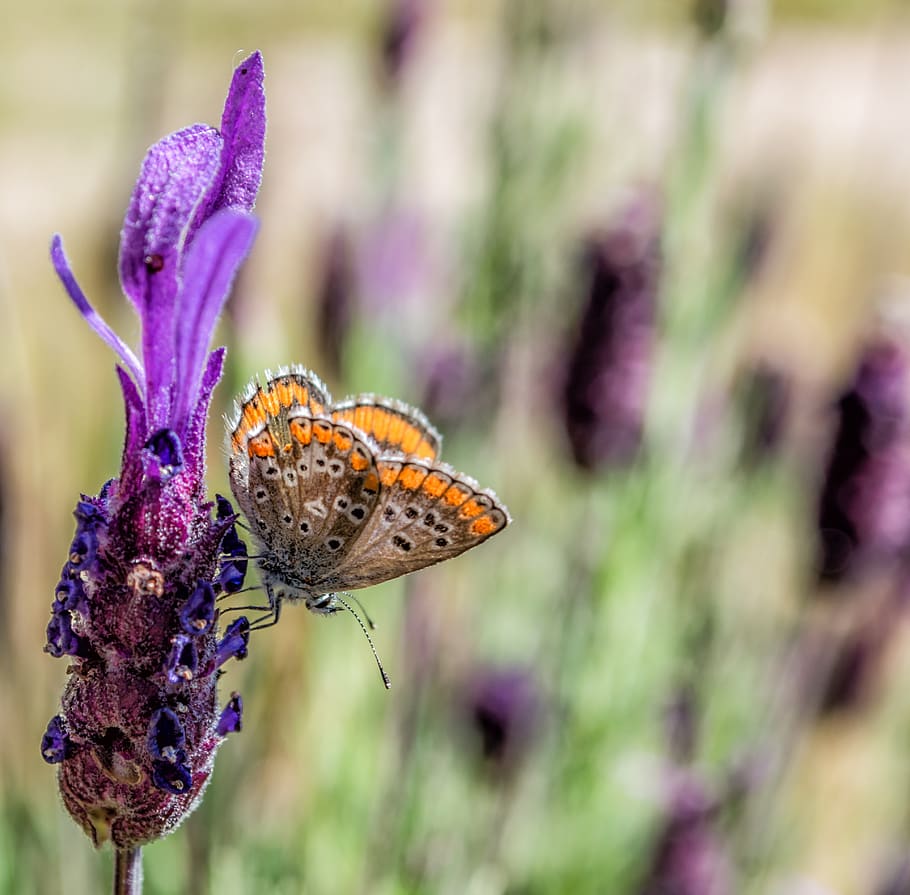 butterfly, nature, lavender, insects, animals, summer, flower HD wallpaper