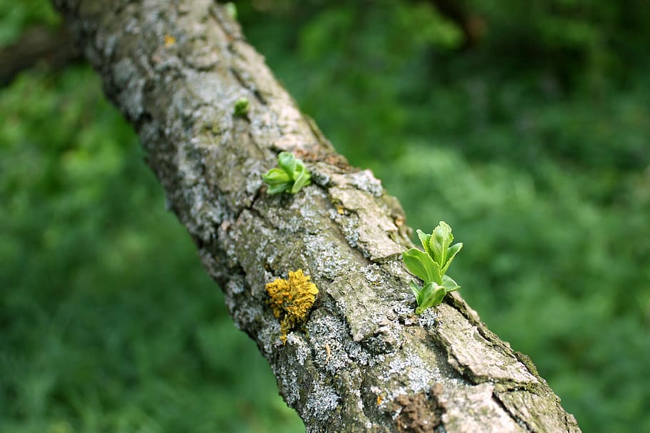 foliage, tree, nature, spring, forest, tree trunk, focus on foreground HD wallpaper