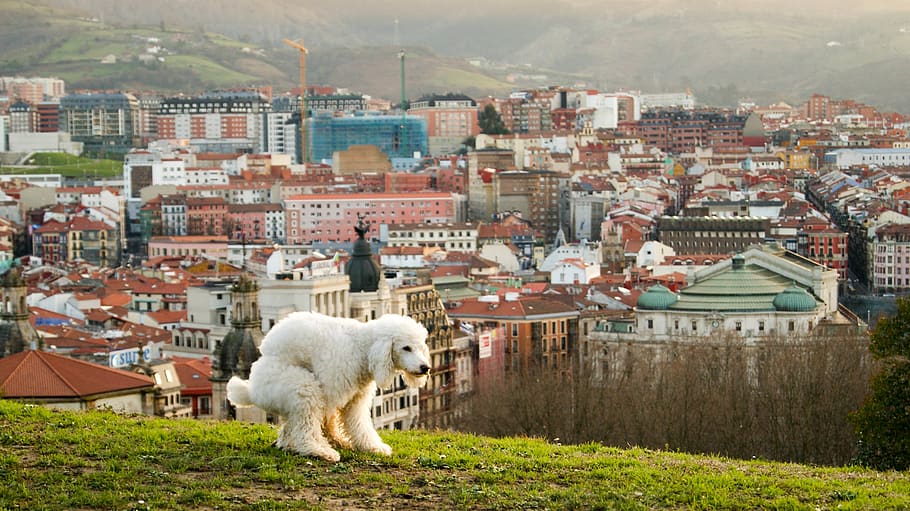 bilbao, spain, shit, poo, fecal, dung, excrement, dog, city, HD wallpaper