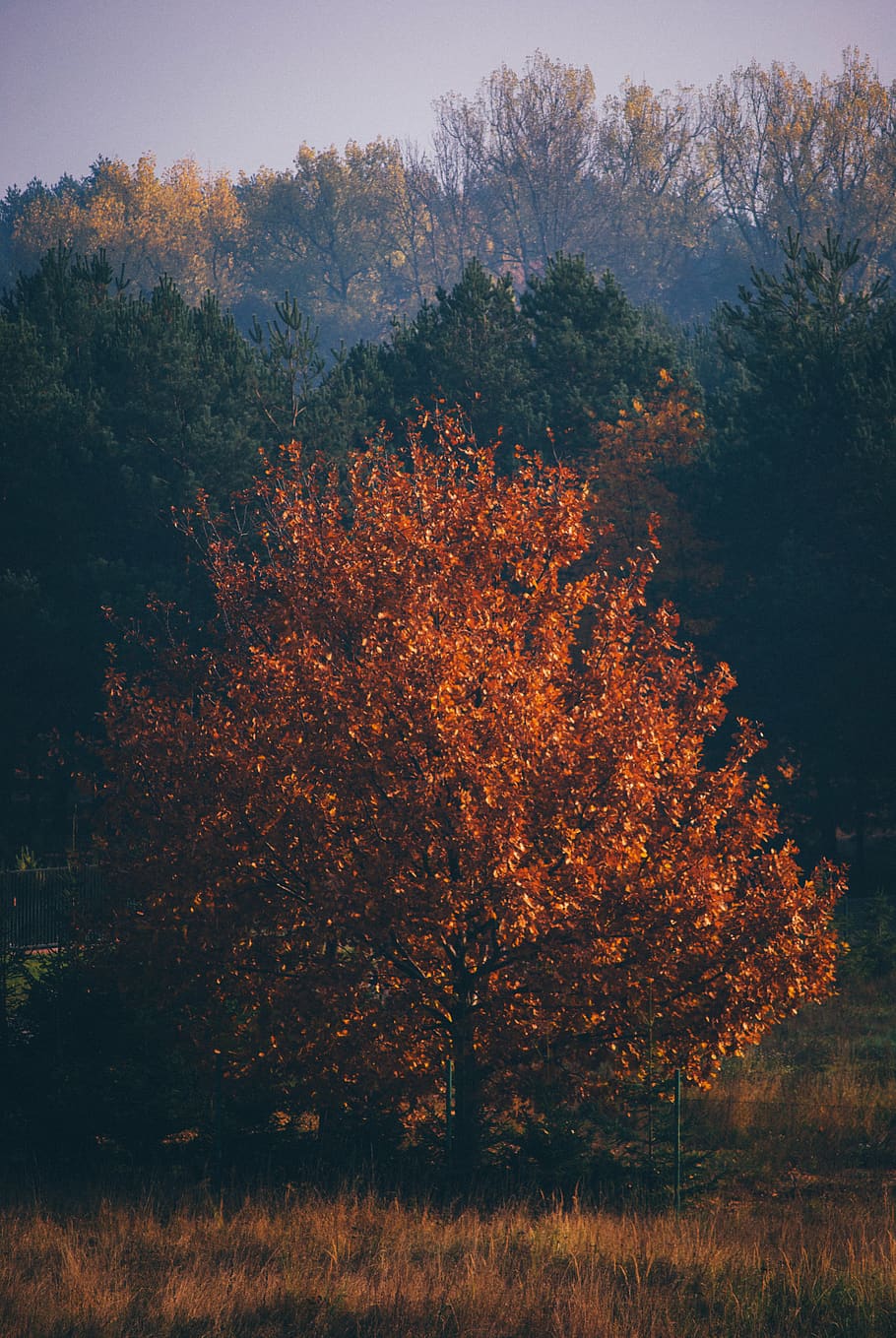 trees, forest, woods, grass, nature, fall, autumn, plant, tranquility HD wallpaper