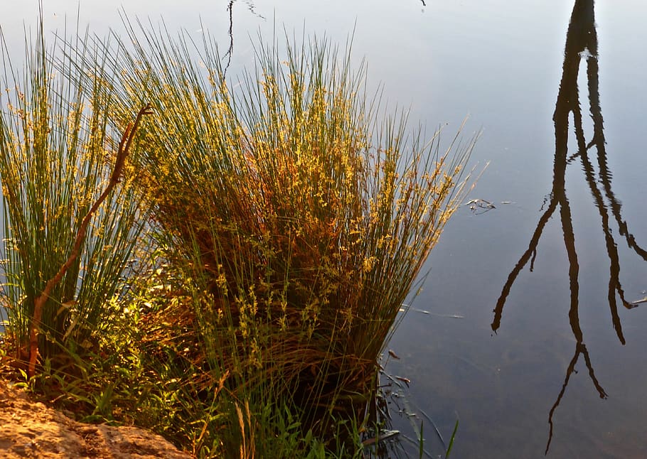 reeds, reflection, landscape, lake, mirroring, mood, quiet HD wallpaper