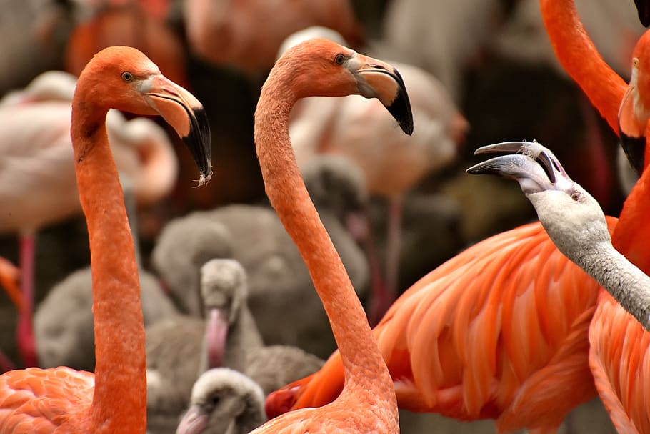flamingo, bird, colorful, feather, pride, tierpark hellabrunn HD wallpaper