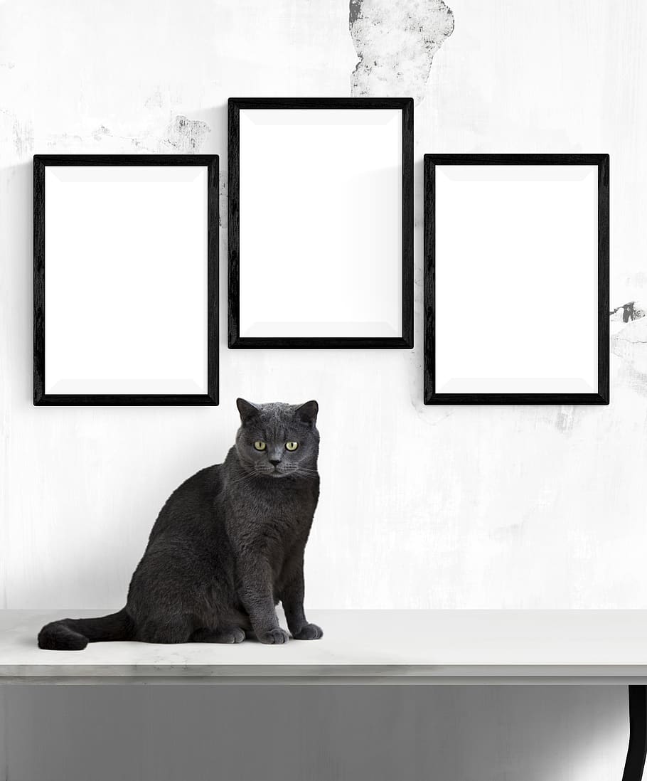 wall, poster, frame, cat, mammal, pets, domestic animals, one animal HD wallpaper