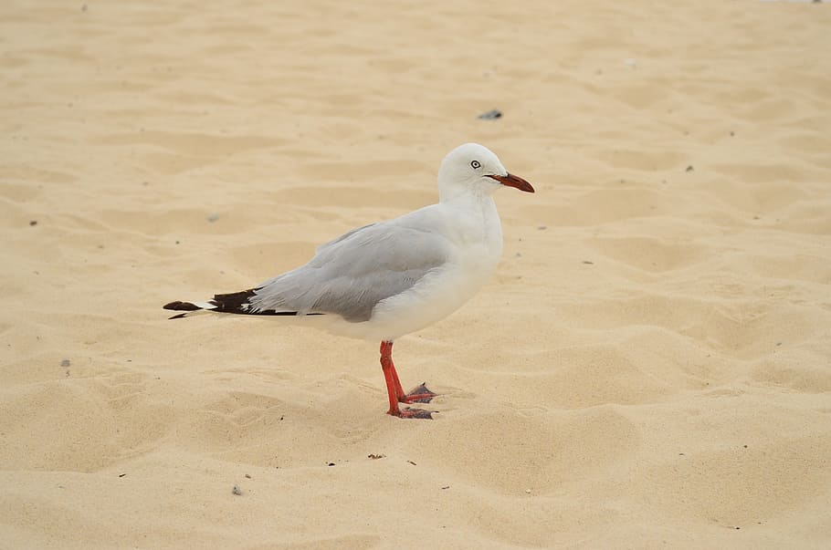 Selective Focus Photo Of Ring-billed Gull, avian, beach, bird HD wallpaper