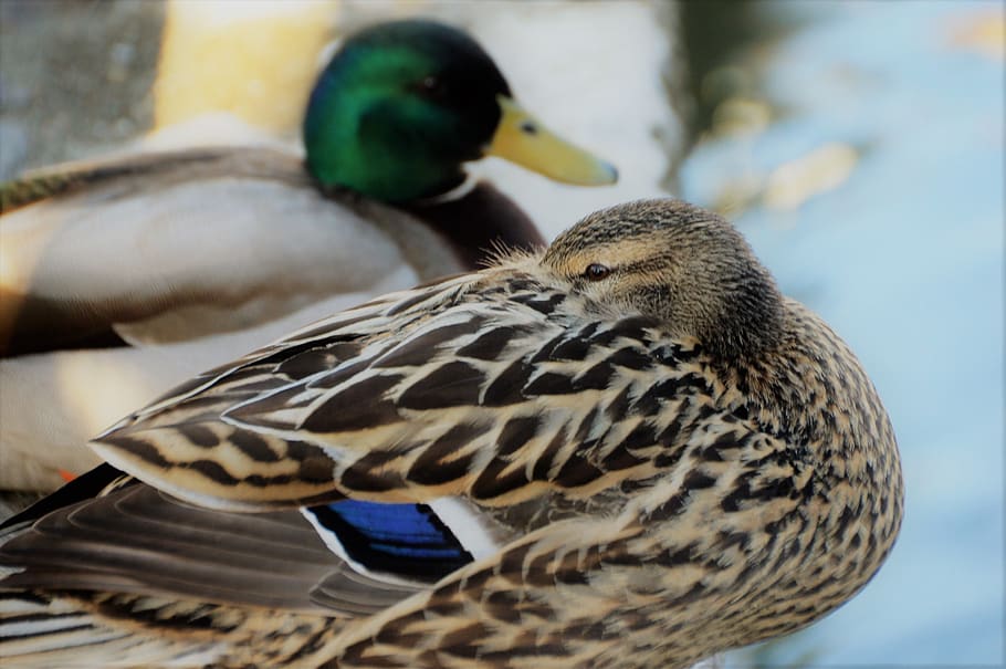 duck, plumage, bird, pen, mallard, beak, wing, wild, couple HD wallpaper